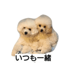 ハッピーとコロ（個別スタンプ：5）