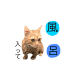 サミレオスタンプ（個別スタンプ：11）