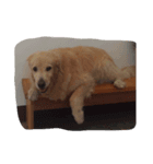 butterU（個別スタンプ：3）