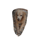 butterU（個別スタンプ：6）