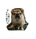 chitchi is pug dog（個別スタンプ：1）