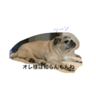 chitchi is pug dog（個別スタンプ：2）