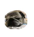 chitchi is pug dog（個別スタンプ：3）