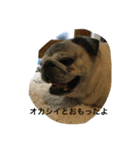 chitchi is pug dog（個別スタンプ：4）