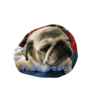 chitchi is pug dog（個別スタンプ：5）
