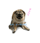 chitchi is pug dog（個別スタンプ：6）