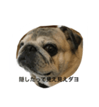 chitchi is pug dog（個別スタンプ：7）