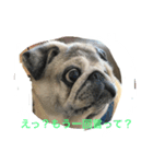 pug chitchi's stamps（個別スタンプ：1）