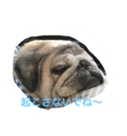 pug chitchi's stamps（個別スタンプ：2）