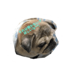 pug chitchi's stamps（個別スタンプ：3）
