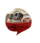 pug chitchi's stamps（個別スタンプ：4）