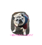 pug chitchi's stamps（個別スタンプ：5）