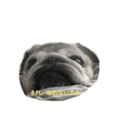 pug chitchi's stamps（個別スタンプ：6）