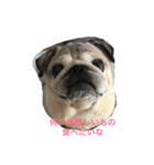 pug chitchi's stamps（個別スタンプ：7）
