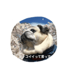 pug chitchi's stamps（個別スタンプ：8）