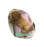 the marupu-（個別スタンプ：4）