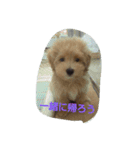 the marupu-（個別スタンプ：5）