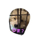 the marupu-（個別スタンプ：6）