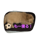 the marupu-（個別スタンプ：8）