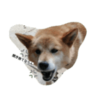 犬のつぶやき。（個別スタンプ：1）