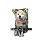 犬のつぶやき。（個別スタンプ：2）