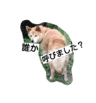 犬のつぶやき。（個別スタンプ：3）