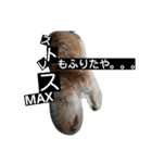 犬のつぶやき。（個別スタンプ：4）