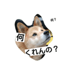 犬のつぶやき。（個別スタンプ：5）