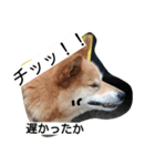 犬のつぶやき。（個別スタンプ：6）