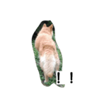 犬のつぶやき。（個別スタンプ：7）