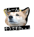 犬のつぶやき。（個別スタンプ：8）