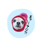 ルビィおじいちゃんのスタンプ2（個別スタンプ：3）