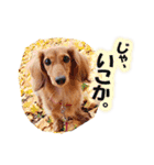 ダックス犬 写真 ここわん3 日常会話編（個別スタンプ：1）