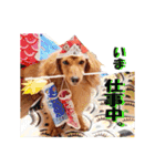 ダックス犬 写真 ここわん3 日常会話編（個別スタンプ：2）