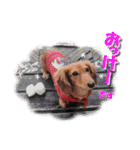 ダックス犬 写真 ここわん3 日常会話編（個別スタンプ：4）