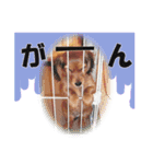 ダックス犬 写真 ここわん3 日常会話編（個別スタンプ：5）