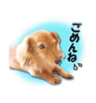 ダックス犬 写真 ここわん3 日常会話編（個別スタンプ：7）