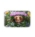 ダックス犬 写真 ここわん3 日常会話編（個別スタンプ：8）