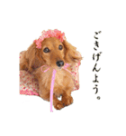 ダックス犬 写真 ここわん3 日常会話編（個別スタンプ：10）