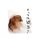 ダックス犬 写真 ここわん3 日常会話編（個別スタンプ：11）