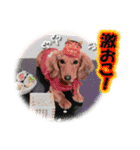 ダックス犬 写真 ここわん3 日常会話編（個別スタンプ：13）
