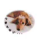 ダックス犬 写真 ここわん3 日常会話編（個別スタンプ：15）