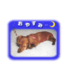 ダックス犬 写真 ここわん3 日常会話編（個別スタンプ：16）