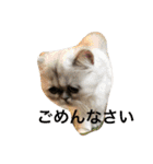 猫  息子（個別スタンプ：4）