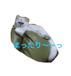 猫  息子（個別スタンプ：5）