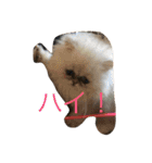 猫  息子（個別スタンプ：6）