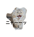 猫  息子（個別スタンプ：9）