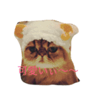 猫  息子（個別スタンプ：11）