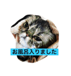 猫  息子（個別スタンプ：12）