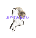 猫  息子（個別スタンプ：14）